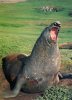 TAAF..KERGUELEN...ELEPHANT DE MER MALE....CPM - TAAF : Territorios Australes Franceses