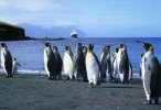 TAAF..ILE DE LA POSSESSION CROZET...MANCHOTS ROYAUX....CPM - TAAF : Territori Francesi Meridionali