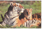 Famille De Tigres. - Tigres