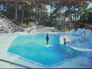 17 - LA PALMYRE - Zoo De La Palmyre - Le Bassin Des Otaries (le Spectacle). - Les Mathes