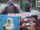 17 - LA PALMYRE - ZOO De La Palmyre - Gorille, Singes Lhoest, Ours Blanc, Bébé Pumas. - Les Mathes