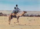 AFRIQUE,AFRICA,MAROC,MAROCCO,MARRUECOS,AGADIR,SOUSS MASSA DRAA,CHAMEAU,homme Du Desert,rapide - Agadir