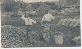 G G M 607 -C P A -EN NORMANDE -LE CIDRE -POMMES- MISE EN SAC DES POMMES - Sonstige & Ohne Zuordnung