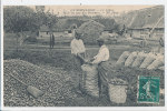 G G M 608 -C P A -EN NORMANDE -LE CIDRE -POMMES- MISE EN SAC DES POMMES - Autres & Non Classés