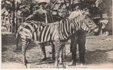 ANIMAUX - AFRIQUE  MISSIONS DES P. P. DU SAINT ESPRIT - Le ZEBRE DOMESTIQUE - Zebra's