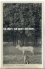 „ Bad Lippspringe, Im Wildpark“   Um 1920/1930,  Ansichtskarte, Ungebrauchte Karte - Paderborn