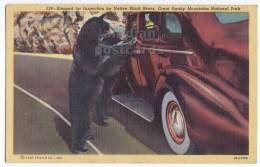 CAR INSPECTION-BLACK BEARS-SMOKY MOUNTAINS PARK-c1940s Postcard [c2713] - USA National Parks