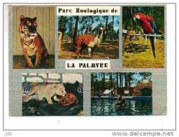 17168 - Les Mathes - Charente Maritime - Parc Zoologique De La Palmyre - Tigre Lama Ara Perroquet Otarie - Zoo - Les Mathes