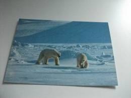 Orso Coppia Polar Bear Svalbard Isbjornpar  Norway Norvegia - Ours