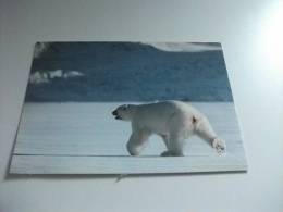 Orso Polar Bear Isbjorn Norway Norvegia - Bears