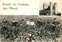 VENDANGES DANS L'HERAULT - Andere