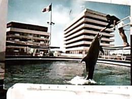 DELFINO A CATTOLICA ACUARIUM VB/1970 X ESTERO  DW3796 - Dolfijnen