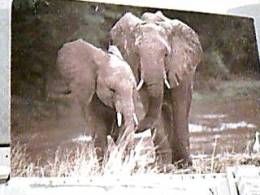 ELEFANTE E CUCCIOLO IN KENYA  N1985   DW3799B GRANDE  22 X 14 - Elephants