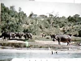 IPPOPOTAMO E BUFLI  IN AFRICA  VB1972  IT  DW3807 - Hippopotames