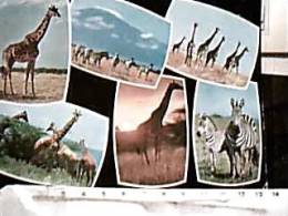 GIRAFFA  GIRAFFE E ZEBRE IN KENYA   V1982  IT  DW3808 - Giraffe