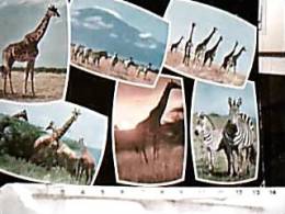 GIRAFFA  GIRAFFE E ZEBRE IN KENYA   V1982  IT  DW3808 - Jirafas