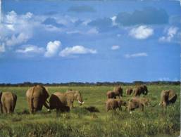 (200) Elephant - Elefantes
