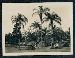 Botanical Gardens, Brisbane. Photo Cca 8,7x6,5 Cm - Brisbane