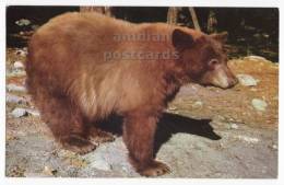 AMERICAN BLACK BEAR - Old Chrome Postcard - ANIMALS  [c2753] - Ours