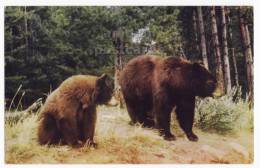 WESTERN BROWN BEAR And CUB -old Chrome Postcard-ANIMALS  [c2754] - Ours
