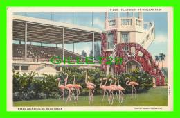 MIAMI, FL - MIAMI JOCKEY CLUB RACE TRACK - FLAMINGOS AT HIALAH PARK - PHOTO, HAMILTON WRIGHT - THOMAS R. WEST - - Miami