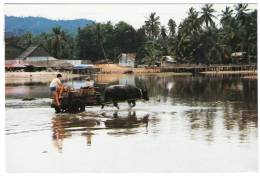 MALAYSIA-KAMPUNG BESERAH,KUANTAN - A BULLOCK CART CARRYING BASKETS OF IKAN BILIS - Maleisië