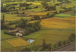 Taiwan, Rice Paddies Feng-Yuan Scene, Village Houses C1960s Vintage Postcard - Taiwan