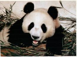 (800) Panda - Ours Panda - Bears