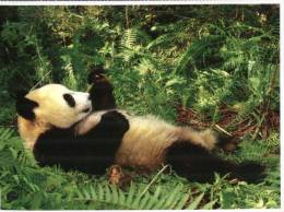 (800) Panda - Ours Panda - Ours