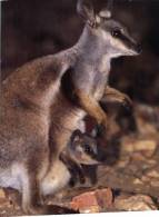 (800) Kangaroo & Joey - Ours
