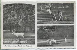 „ Bad Lippspringe, Hirsche Im Wildpark“   Um 1920/1930,  Ansichtskarte, Ungebrauchte Karte - Paderborn