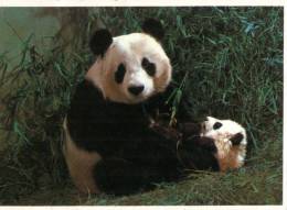 (321) Panda Bear - Osos