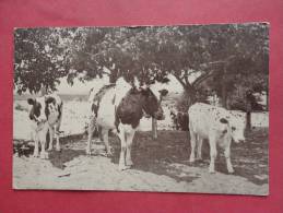 Holyoke Colorado Phillips County--- Dairy  Cows - - --          Ref 640 - Sonstige & Ohne Zuordnung