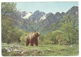 Y214 Parco Nazionale D'Abruzzo - La Camosciara - Orso Beer Bear Bar Ours / Viaggiata - Bears