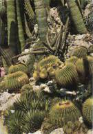 Monaco, Le Jardin Exotique, Echinocactus Grusonii, Cactée Globuleuse Du Mexique,..... Circulé Oui - Exotischer Garten