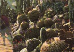 Monaco, Le Jardin Exotique, Echinocactus Grusonii, Cactée Globuleuse Du Mexique,..... Circulé Oui 1972 - Exotische Tuin