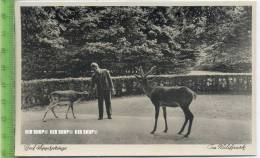 „Bad Lippspringe, Im Wildpark“ Um 1930/1940 Ansichtskarte, Ungebrauchte Karte - Paderborn