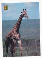 Parc Akagera. Girafe. Foto : J. Casas - Girafes