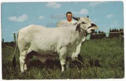 FLORIDA BRAHMAN CATTLE - BRAHMA BULL - C1960s ANIMALS Postcard [v3281] - Bull