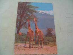 GIRAFES ...MONT KILIMANJARO AU FOND. - Giraffe