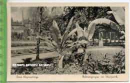 „Bad Lippspringe, Palmengruppe Im Kurpark“ Um 1930/1940, Ansichtskarte, Ungebrauchte Karte - Paderborn