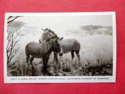 Animals > Zebras-   ---ref  643 - Zebra's