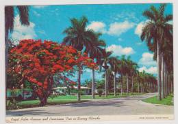 ROYAL PALM AVENUE AND POINCIANA TREE IN SUNNY FLORIDA - AL - Tampa