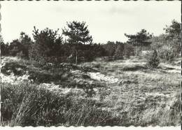 Zutendaal -- Boszicht.   (2 Scans) - Zutendaal