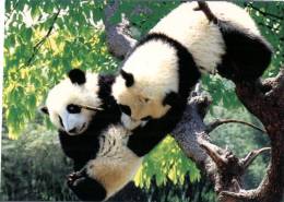(250) Panda Bear - Ours Panda - Osos