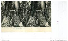 SERIE AMERIQUE DU NORD VALLEE YOSEMITE ARBRE GEANT CARTE STEREO 1905 TOP N ° 21 - Yosemite