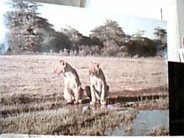 LEONI  LEONESSE IN KENYA V1987 DX4106 - Leones