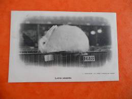 CPA Thème Animaux. Lapin Angora. Syrement Concours Agricole. RARRRRRRE! - Other & Unclassified