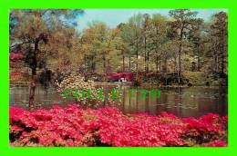 NORFOLK, VIRGINIA, VA - MUNICIPAL GARDENS - AZALEA BLOSSOM TIME - - Norfolk