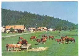 C1070 Aux Paturages Des Franches Montagnes - Cavalli Horses Chevaux Caballos Pferde / Viaggiata 1988 - Autres & Non Classés